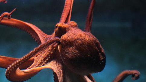 In visita all’Acquario di Livorno