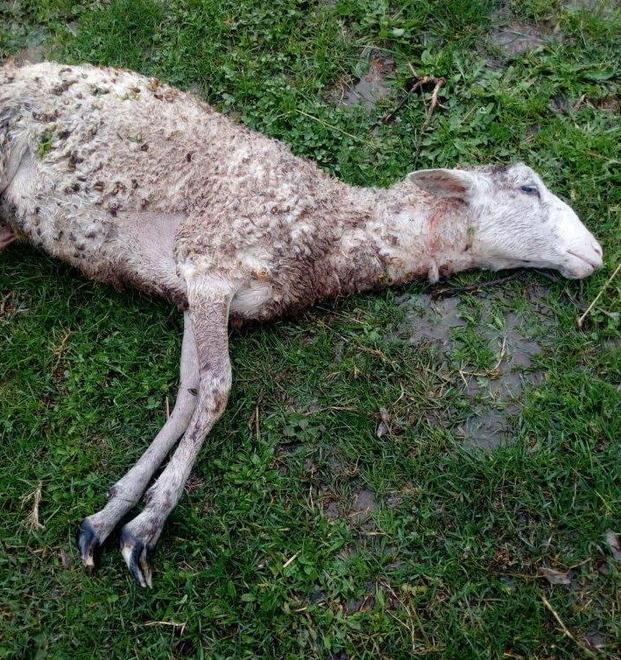 Un’altra pecora uccisa: «Così chiuderemo presto» 