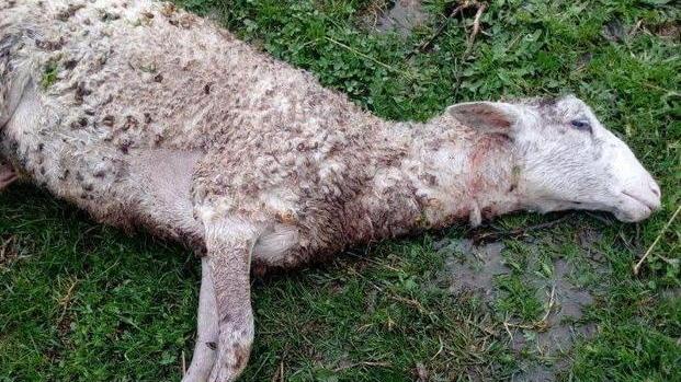 Un’altra pecora uccisa: «Così chiuderemo presto»