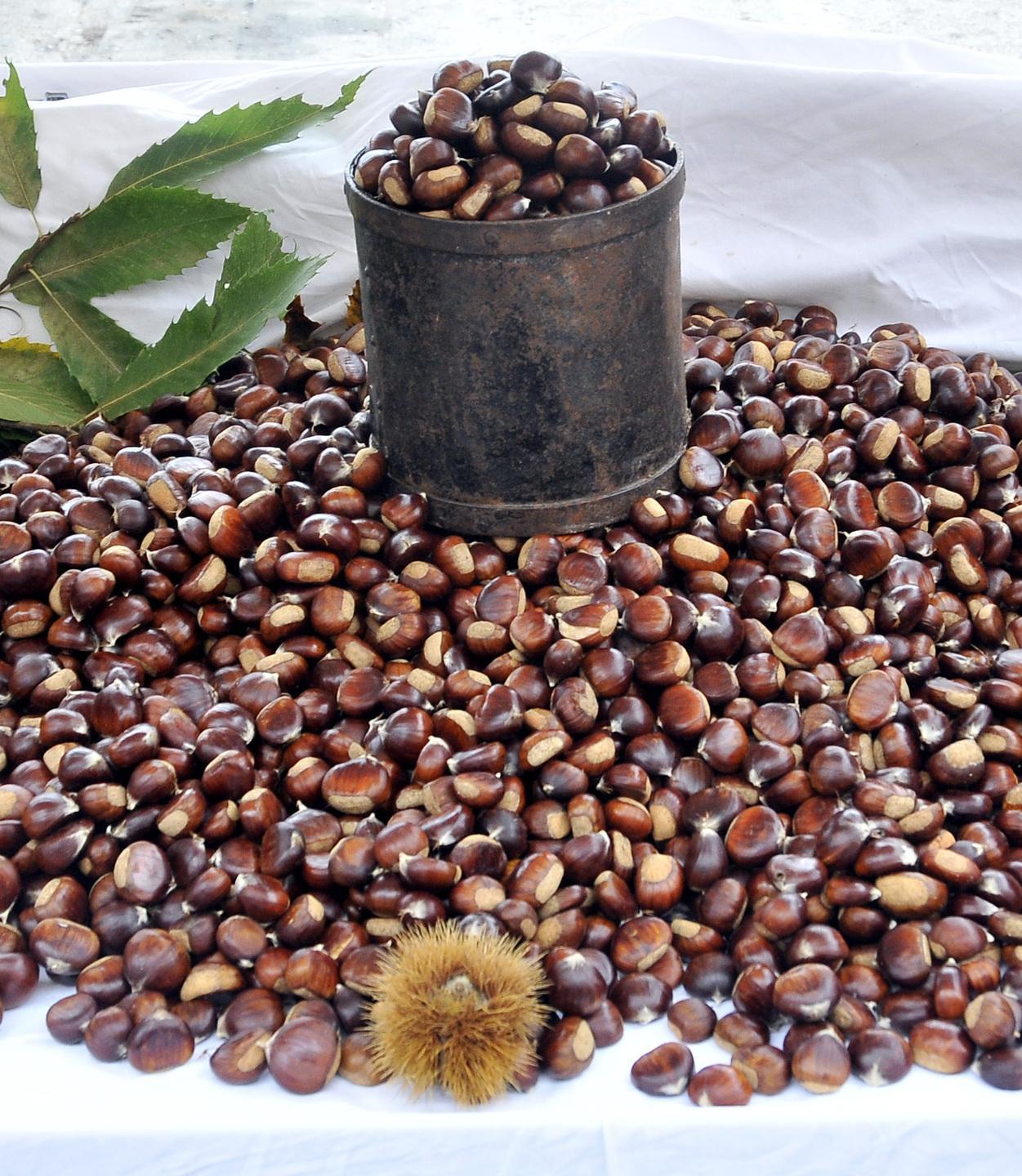 Grande festa con le castagne tra degustazioni vino e mostre