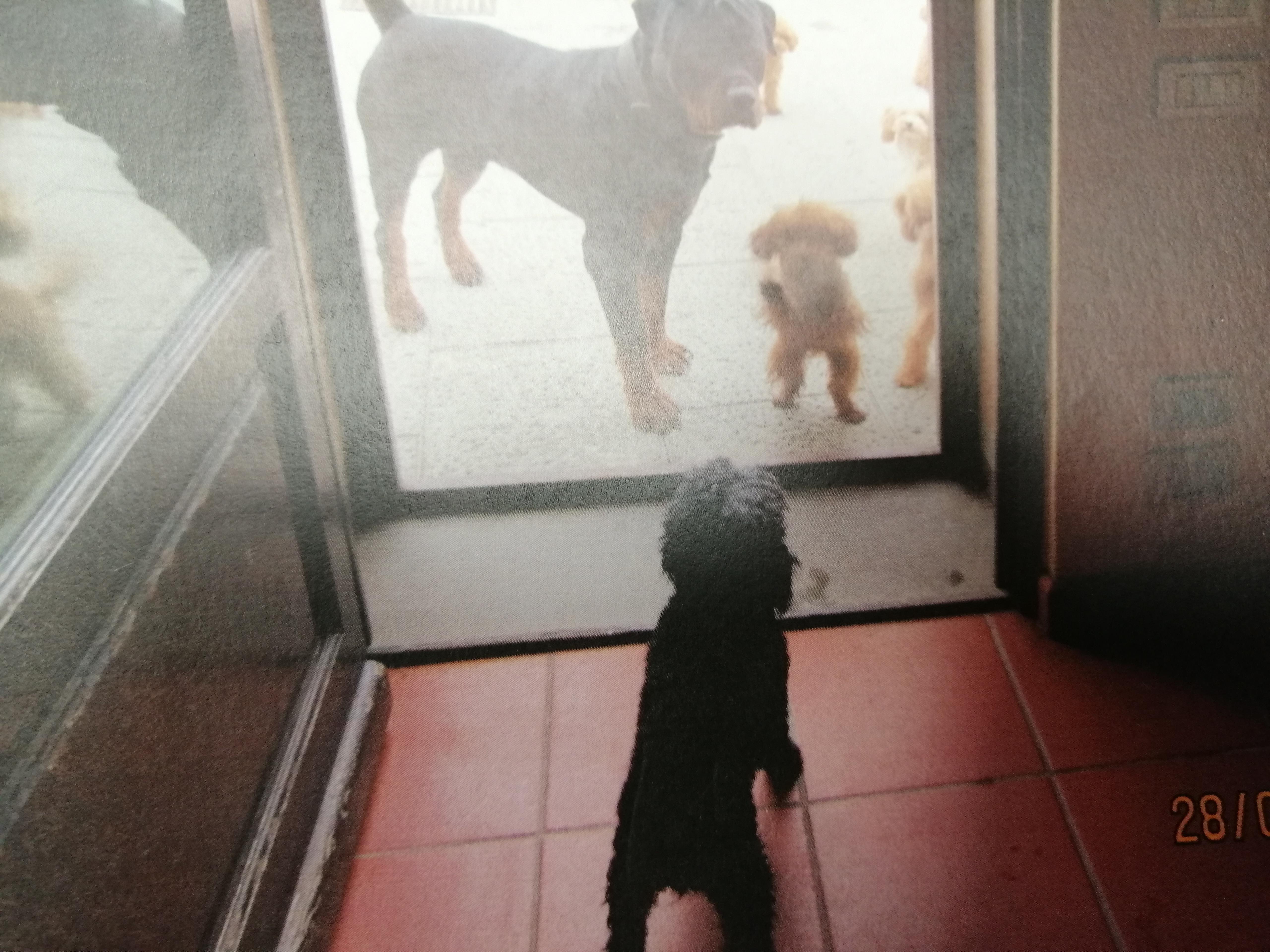 Nella foto scattata dalle guardie dell'Enpa alcuni dei barboncini nella villa col Rottweiler di guardia