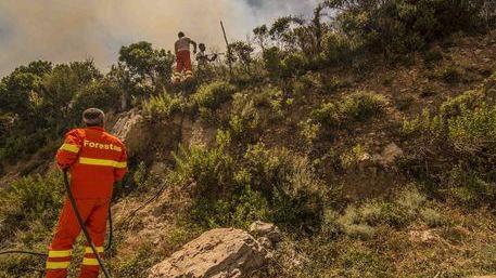 Dipendenti Forestas equiparati a quelli della Regione: sì della Consulta