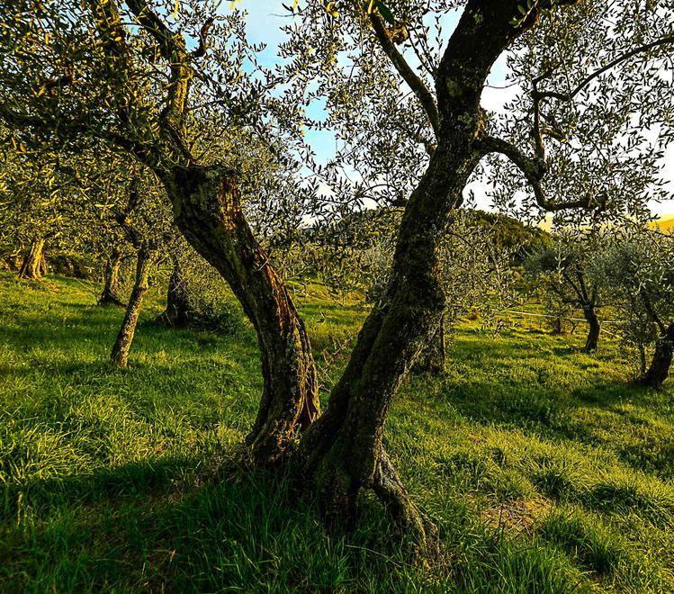 L’oro giallo delle colline: con gli olivi oltre mille anni di ricchezza e salute 
