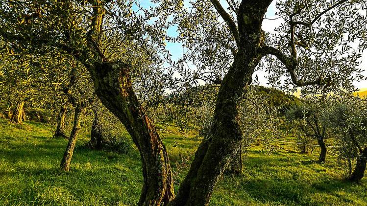 L’oro giallo delle colline: con gli olivi oltre mille anni di ricchezza e salute