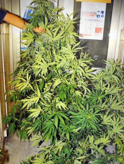 Condannato a 20 mesi con l’accusa di detenzione di 800 foglie di marijuana