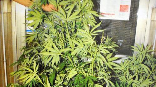 Condannato a 20 mesi con l’accusa di detenzione di 800 foglie di marijuana