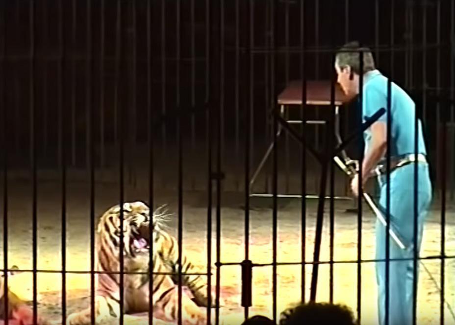 Carpi, torna il circo e divampano le polemiche sugli animali 