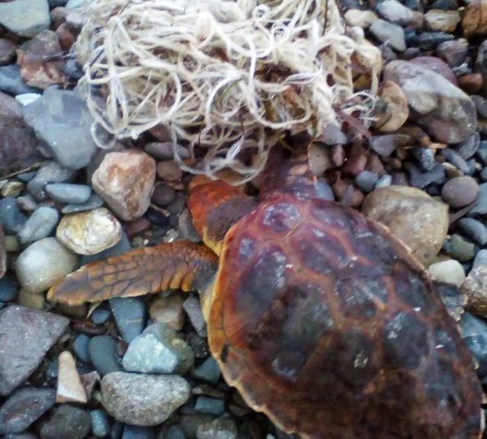 Tartaruga marina salvata dalla forestale a Carloforte