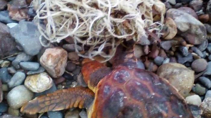 Tartaruga marina salvata dalla forestale a Carloforte