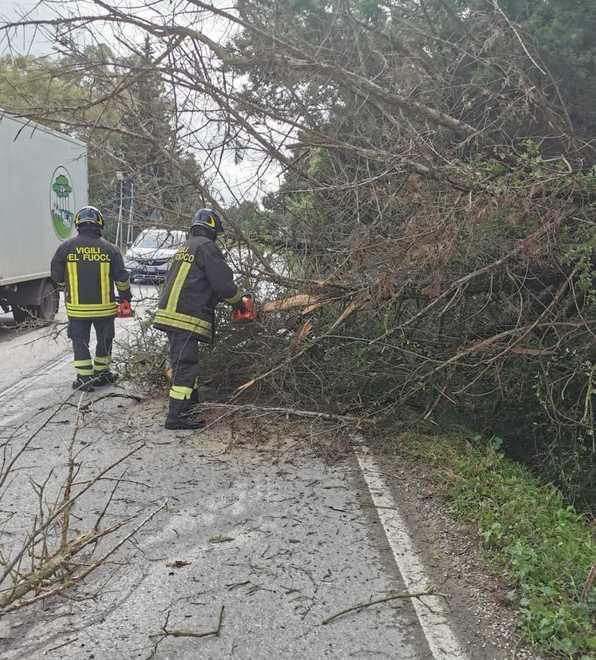 «Più alberi per contrastare i cambiamenti climatici» 