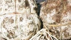 Salama da sugo necessità per chi passa da Ferrara E un sapore senza eguali