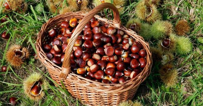 Maltempo, annullata la Festa della Castagna 