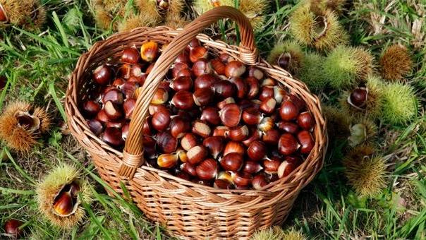Maltempo, annullata la Festa della Castagna