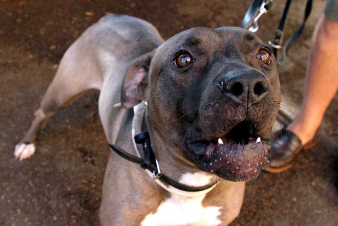 «I cani vanno prima abituati alla presenza dei bambini» 