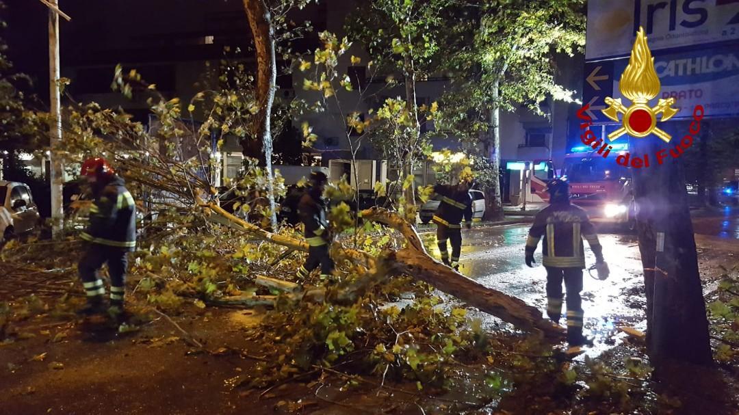 L'albero caduto sul viale Montegrappa