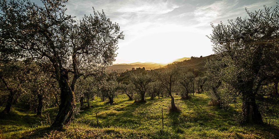 Oggi in omaggio la quinta foto della raccolta: protagonisti i bellissimi olivi