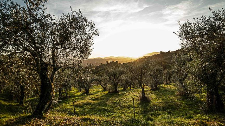 Oggi in omaggio la quinta foto della raccolta: protagonisti i bellissimi olivi
