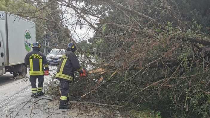 «Più alberi per contrastare i cambiamenti climatici»