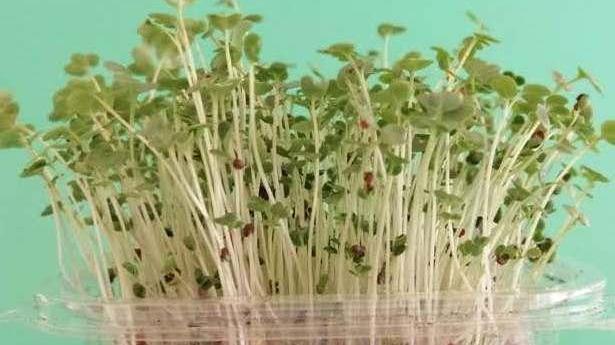 Micrortaggi e micro-green Six in finale a “Cambiamenti”