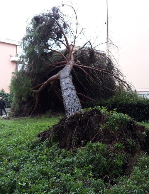 Alberi caduti, strade e piazze allagate 