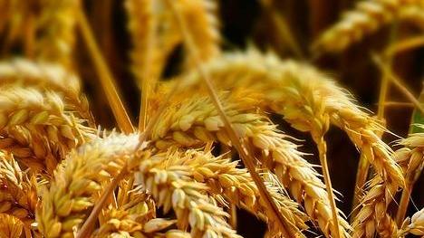 Patto con Casillo per il rilancio del grano