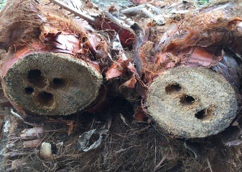 A fare paura è ora il calabrone europeo 