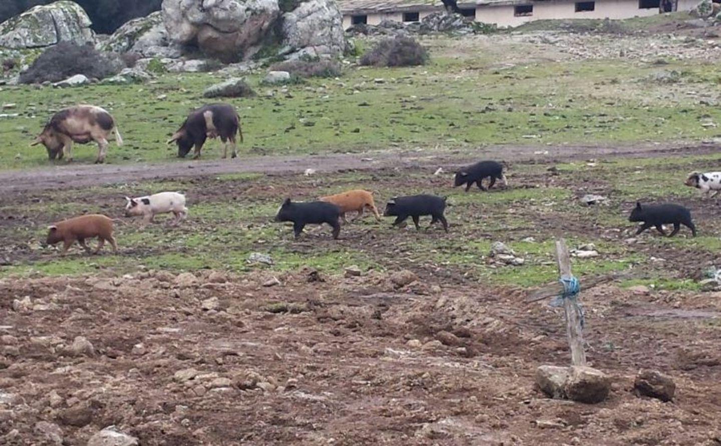 Peste suina, la lotta riparte: a Orgosolo abbattuti i maiali della zona rossa 