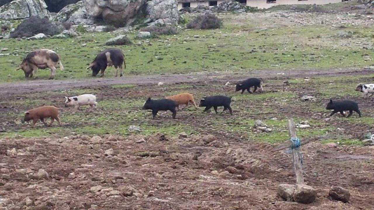 Peste suina, la lotta riparte: a Orgosolo abbattuti i maiali della zona rossa 