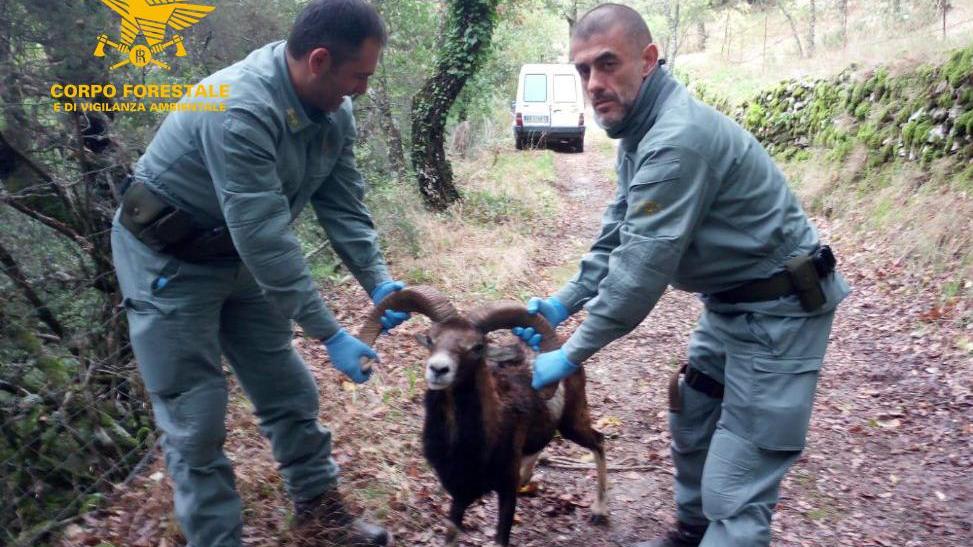I ranger del Corpo forestale salvano un muflone malato