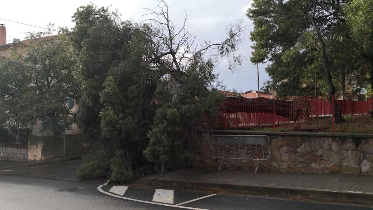 L'albero sradicato nella scuola di via Cagliari a Villacidro