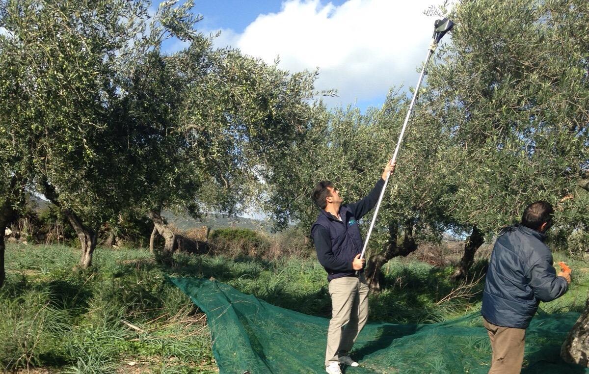 Raccolta delle olive