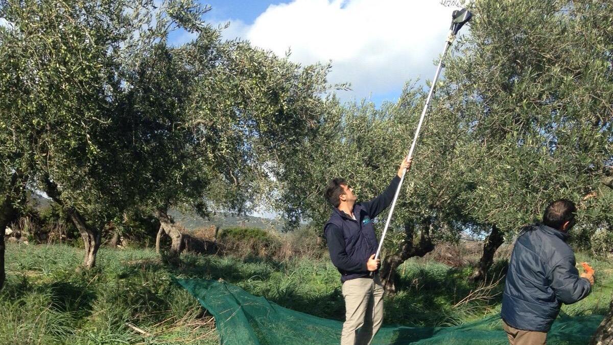 Raccolta delle olive