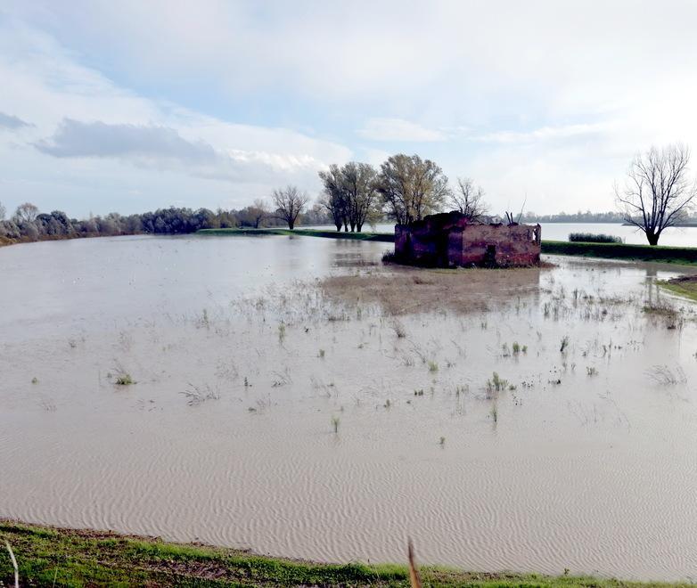 Bassa e Carpi, strade allagate e danni La rabbia degli agricoltori «Rischiamo di perdere ettari di coltivazioni» 
