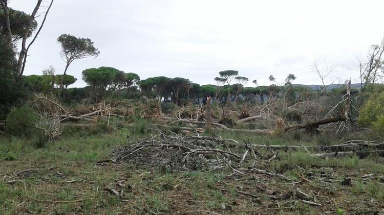 Tromba d'aria devasta la Feniglia: 1000 pini sradicati