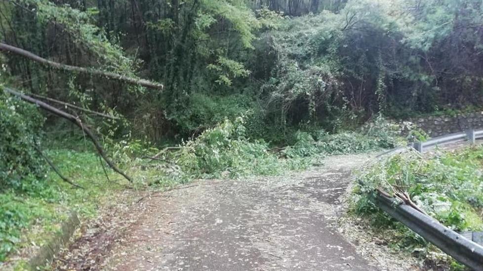 Maltempo, albero cade su un’auto in corsa Oggi altra pioggia, ma le scuole sono aperte
