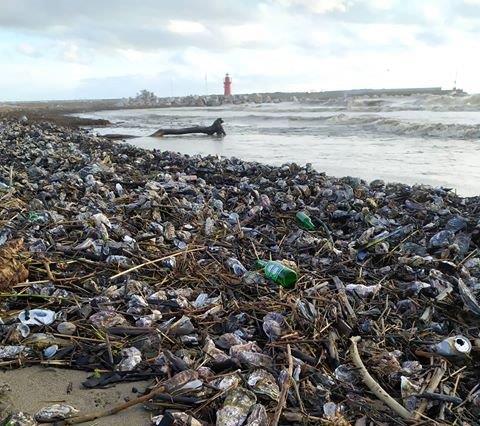 Una distesa di mitili portati dal mare in tempesta sulla spiaggia di Castiglione della Pescaia (foto di Margita Vaculikova)
