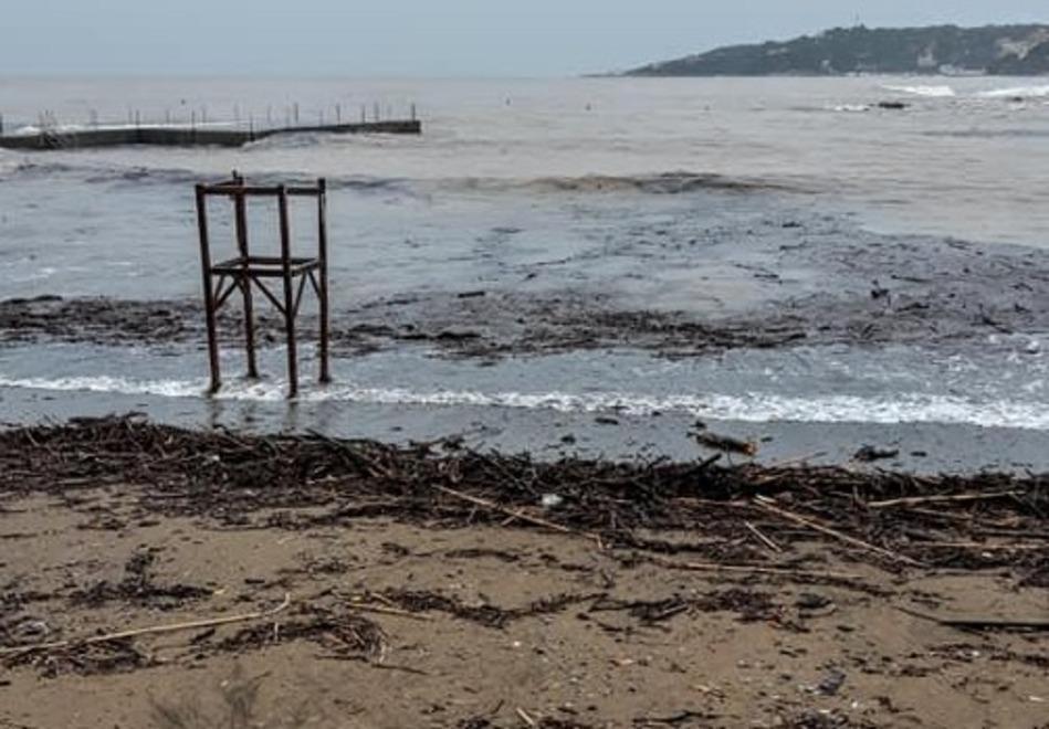 Grosso pino si abbatte sul lungomare è sempre più allarme alberi pericolanti 
