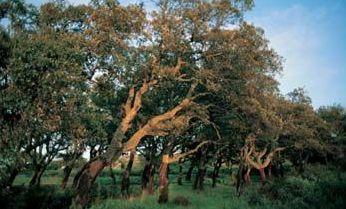 Agroforestry, esperti a confronto 