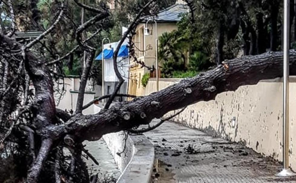 Sette alberi caduti in 7 giorni: un agronomo al lavoro per fermare la strage di pini 