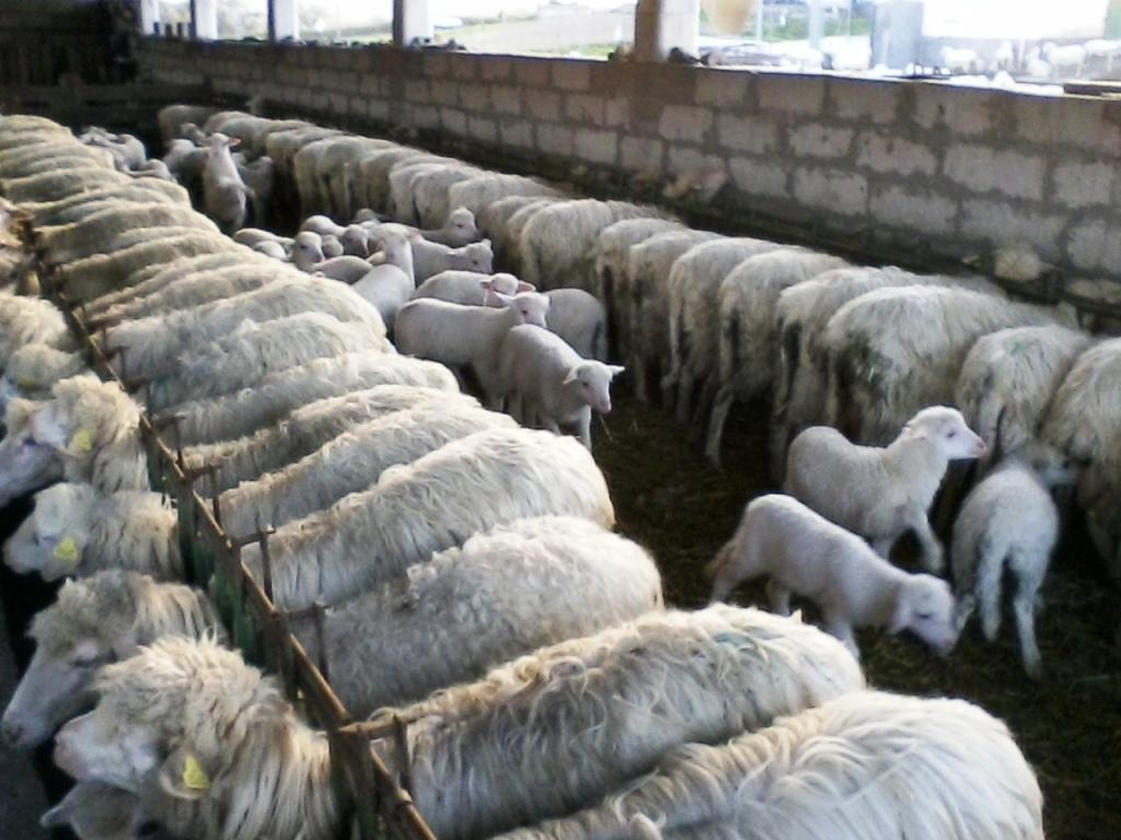 Latte, senza il metano la produzione costa 8 centesimi in più