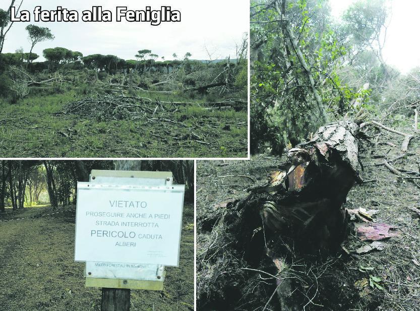 La Feniglia ferita, ci vorranno 20 anni per far ricrescere i mille pini abbattuti dalla tromba d’aria - Video
