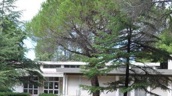 C’è la festa dell’albero alla materna Neruda