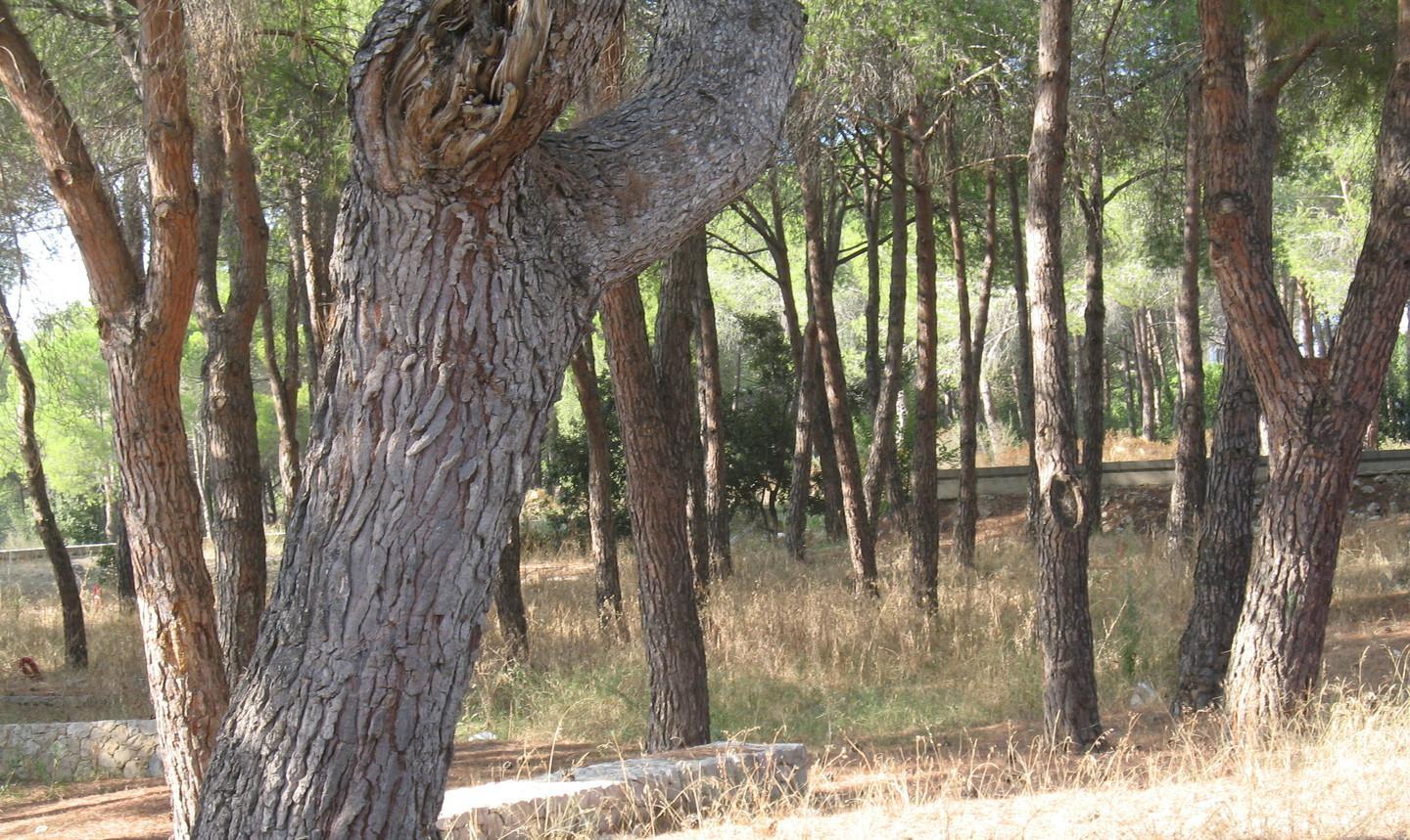 Giù i pini pericolosi a Baddimanna 