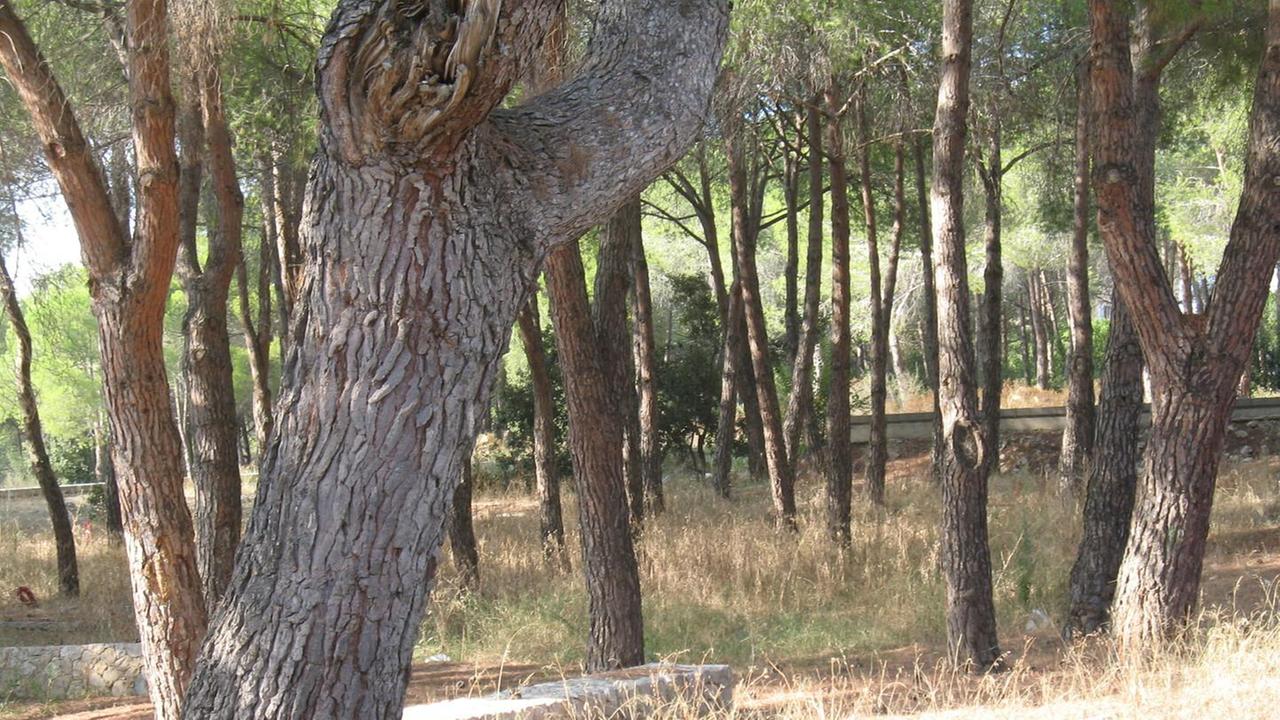 Giù i pini pericolosi a Baddimanna 