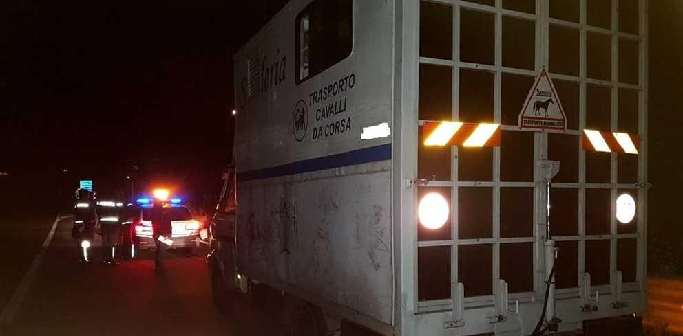 Cavalli, trasporto abusivo sanzioni per 38mila euro 
