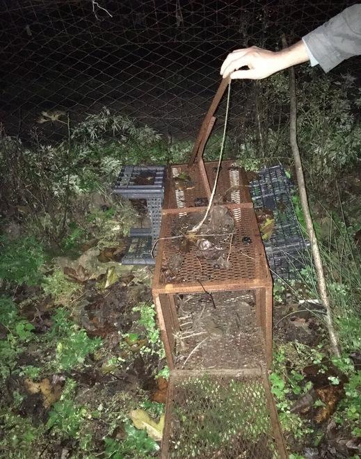 Tortore e fringuelli nel mirino, denunciati due cacciatori di frodo 
