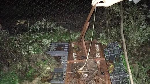 Tortore e fringuelli nel mirino, denunciati due cacciatori di frodo