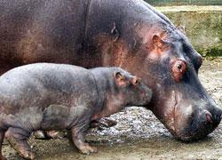 Preso d’assalto lo Zoo di Pistoia 