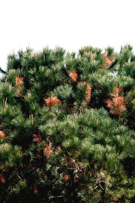 I pini stanno seccando il Comune lancia l’allarme 