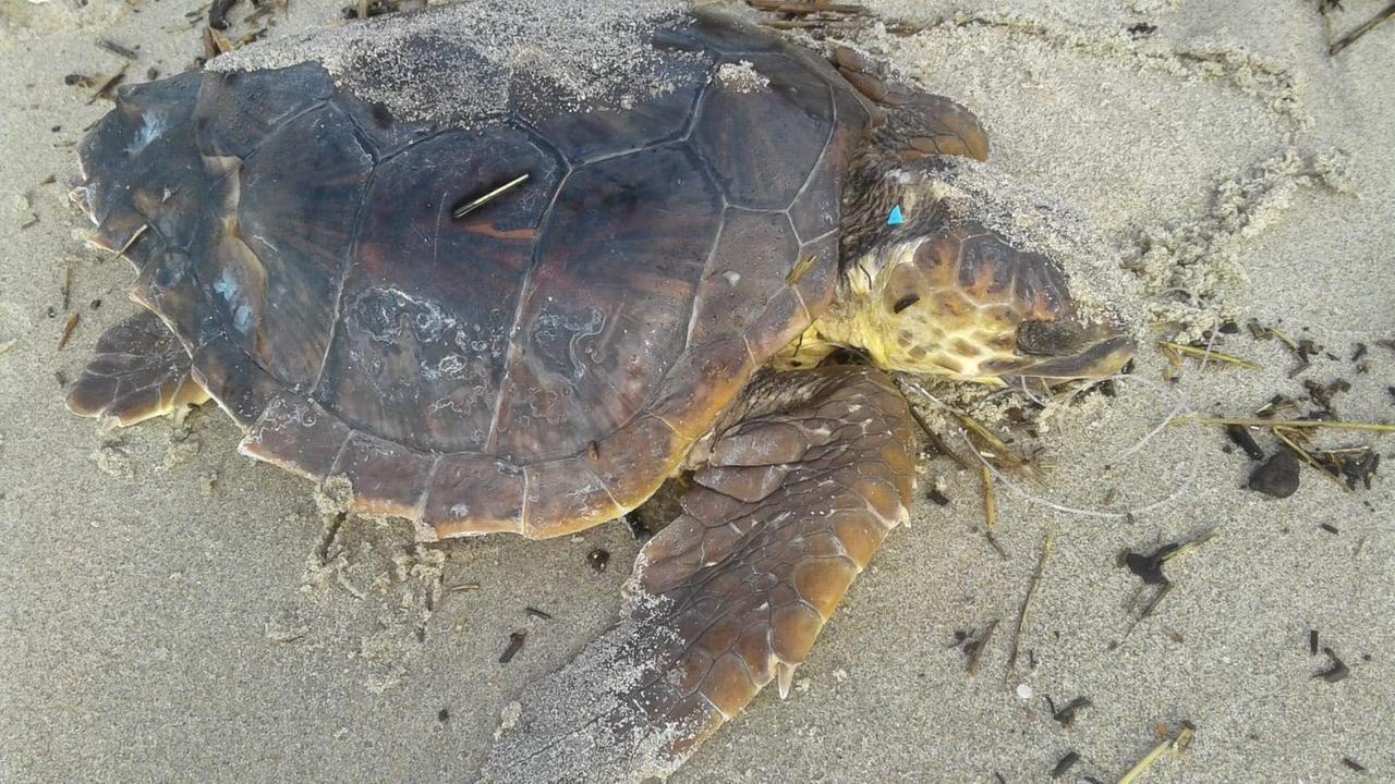 Lo scatto della tartaruga inviato al Wwf dalla spiaggia di Carlappiano